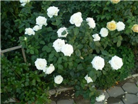 585a219d-Picture 3262.jpg